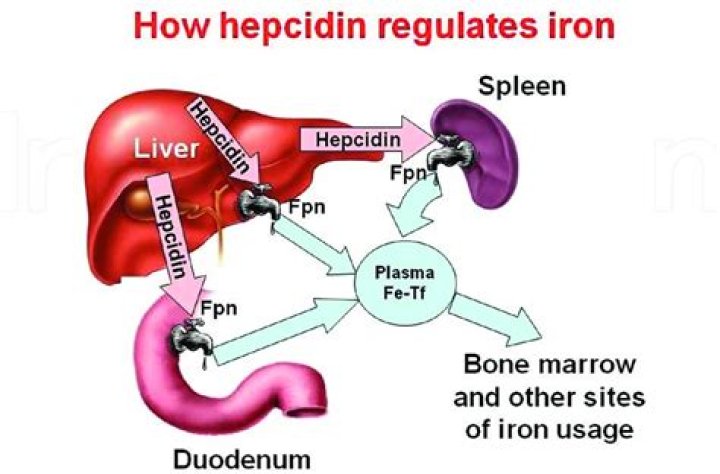 How is hepcidin measured?