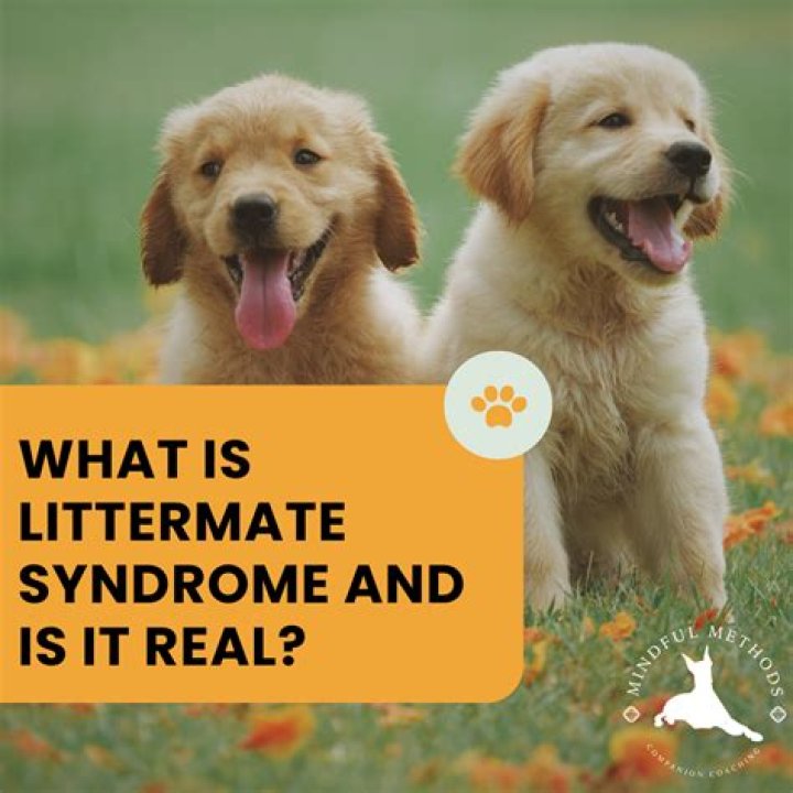 How is littermate syndrome treated?