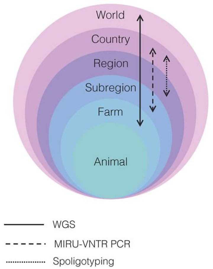 How is M bovis spread?