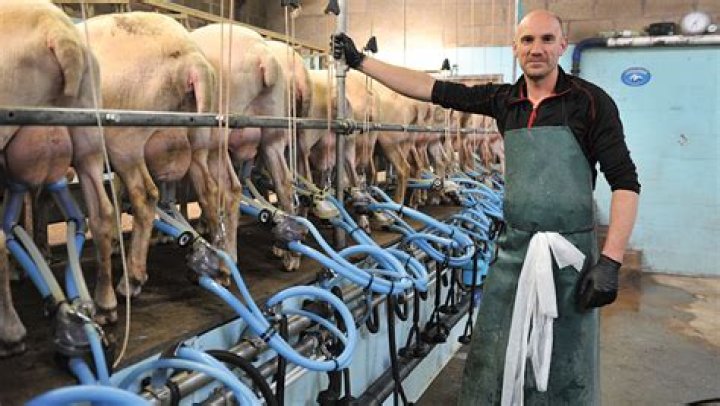 How is sheep milk produced?