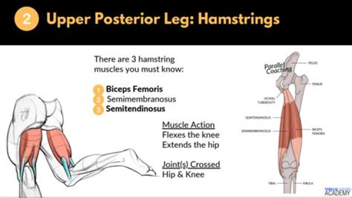 How is the hamstring graft put in the knee How is it attached?