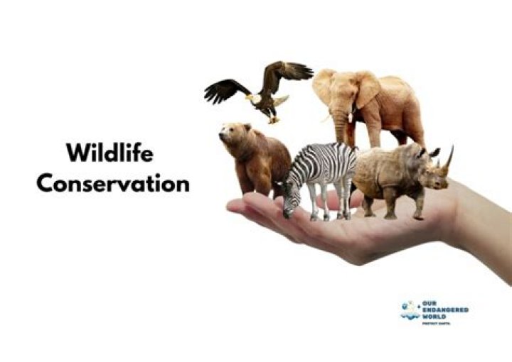 How is Wildlife Conservation different from wildlife management?