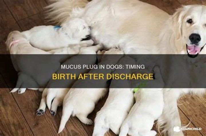 How long after mucus plug do dogs give birth?