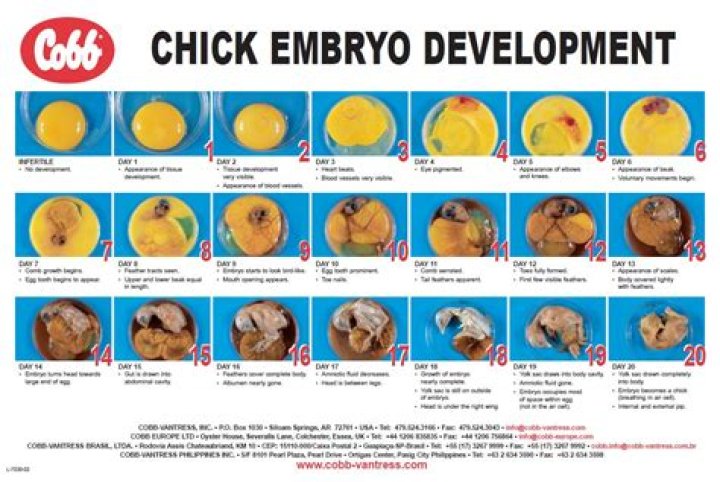 How long are chicken eggs viable for hatching?
