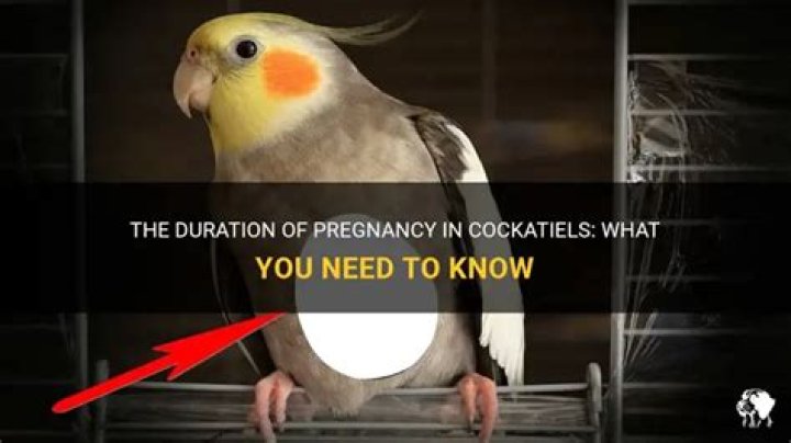 How long are cockatiels pregnant for?