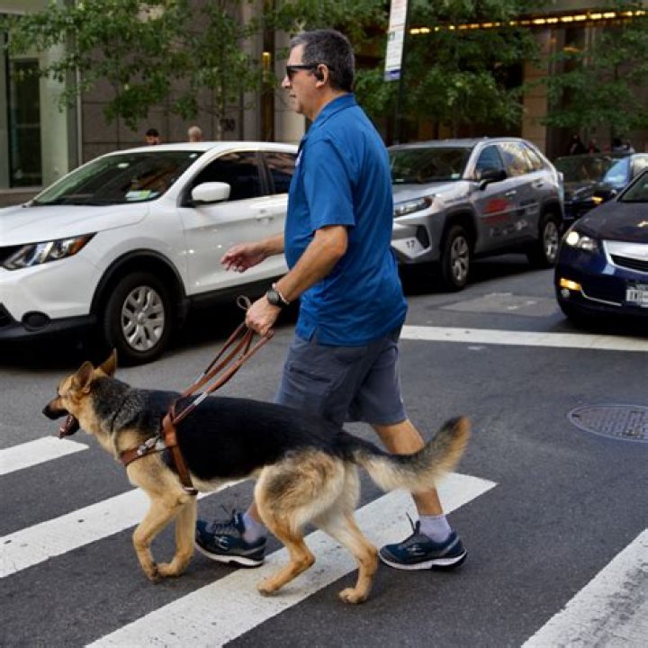 How long are seeing eye dogs trained?