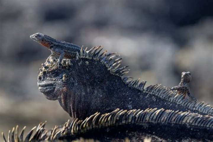 How long can a marine iguana hold its breath?