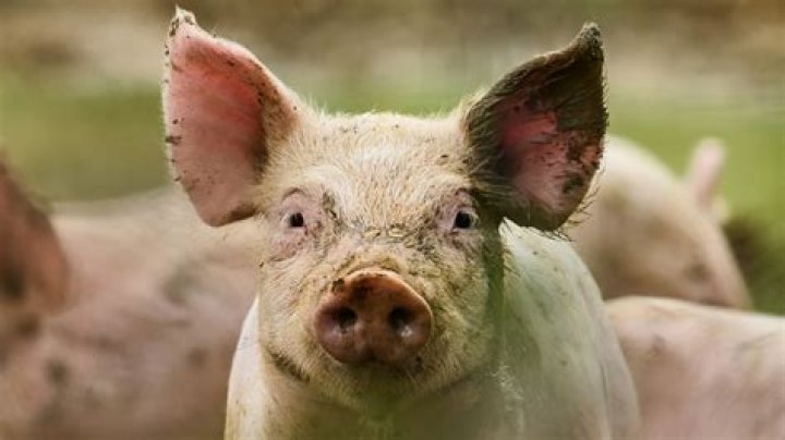 How long can a pig eat a human?