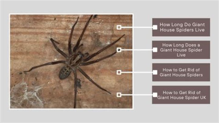 How long can house spiders live?
