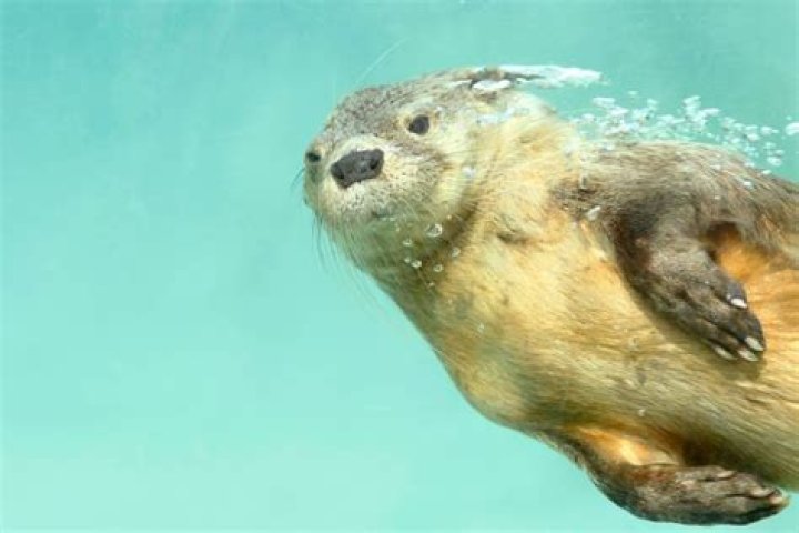 How long can sea otters hold their breath?