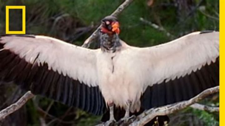 How long can vultures go without eating?