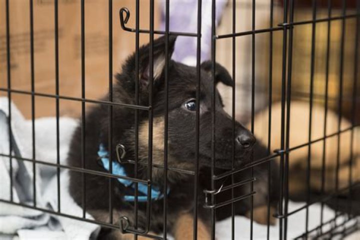 How long do dogs have to be in quarantine in USA?