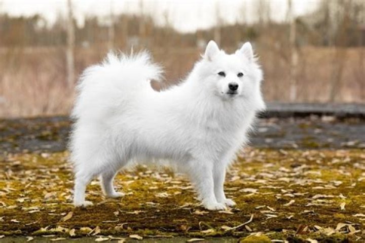 How long do German Spitz live for?