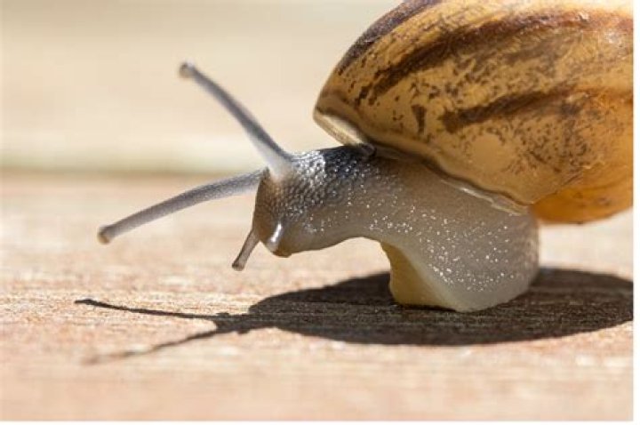 How long do milk snails live?