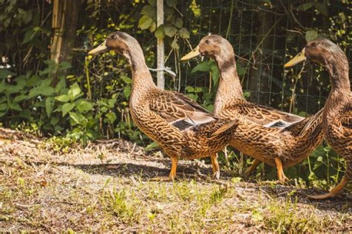 How long do Rouen ducks sit on their eggs?
