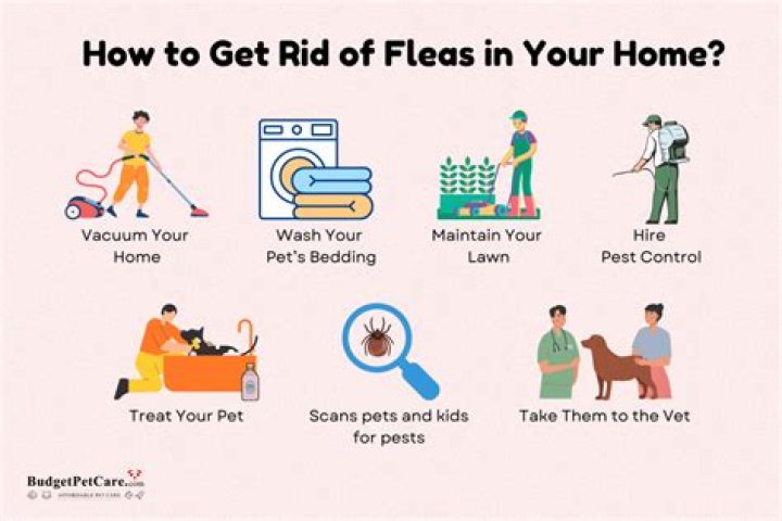 How long does a flea fogger take to kill fleas?