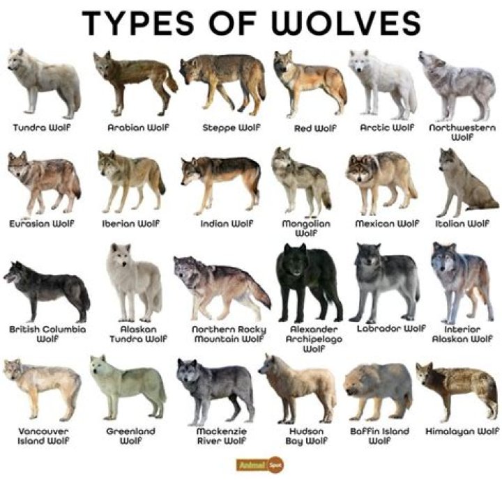 How long does a wolf stay in heat?