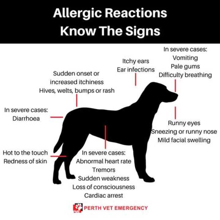 How long does allergic reaction to dogs last?
