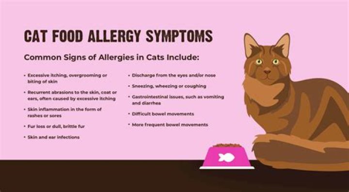 How long does it take a cat food allergy to go away?