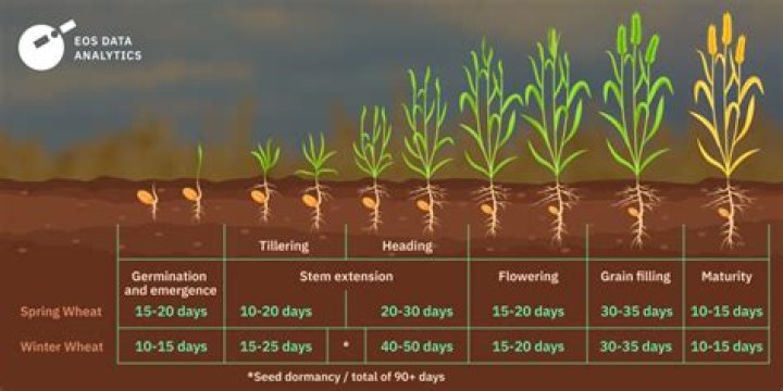 How long does it take for a baby kangaroo to grow?