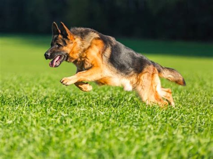 How long does it take for a German shepherd to fill out?
