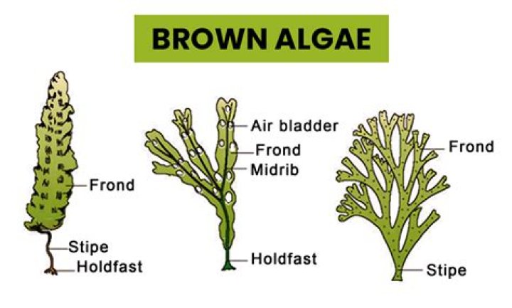 How long does it take for brown algae to go away?