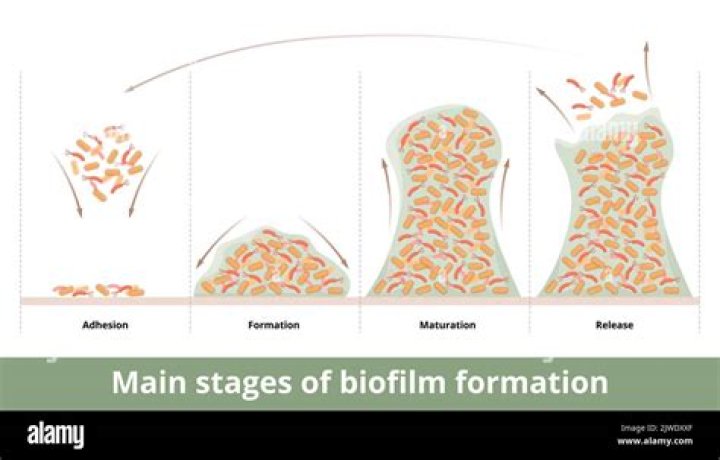 How long does it take for plaque biofilm to form?
