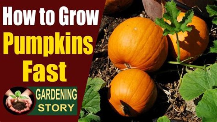 How long does it take giant pumpkins to grow?