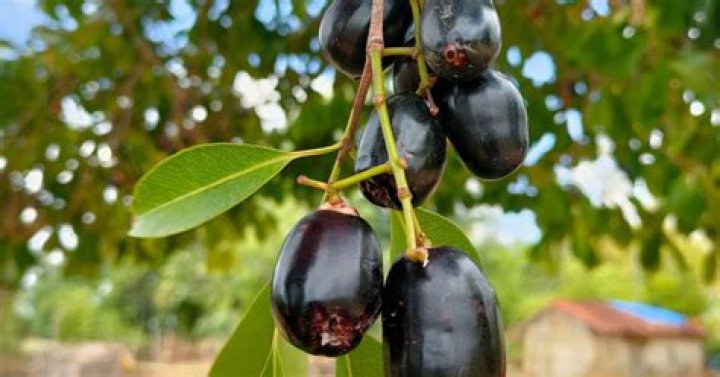How long does jamun take to grow?