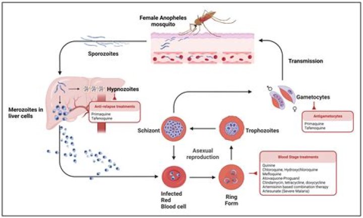 How long does mefloquine stay in your system?