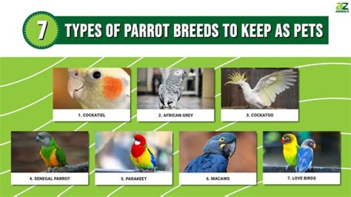 How long have parrots been kept as pets?
