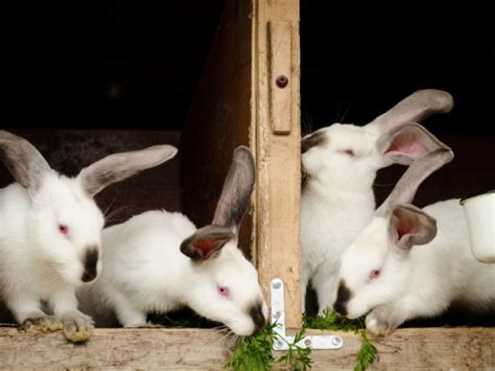 How long is a female rabbit in heat?