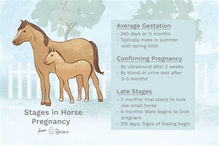 How long is normal gestation in horses?