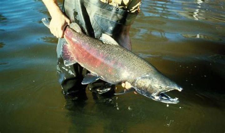 How long is the average salmon?