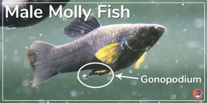 How long should baby mollies separate?