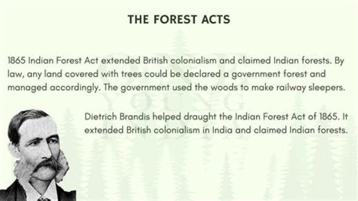 How long was the forest in development?