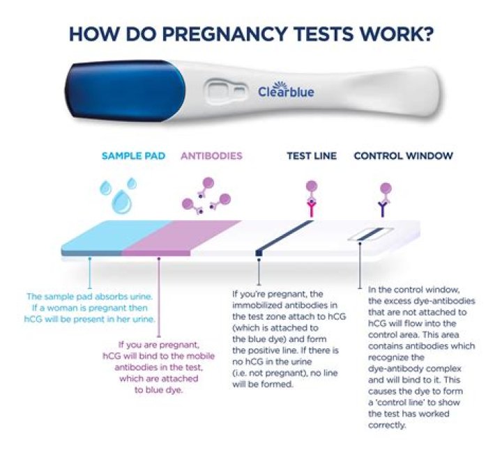 How long will pregnancy test show positive after D&C?
