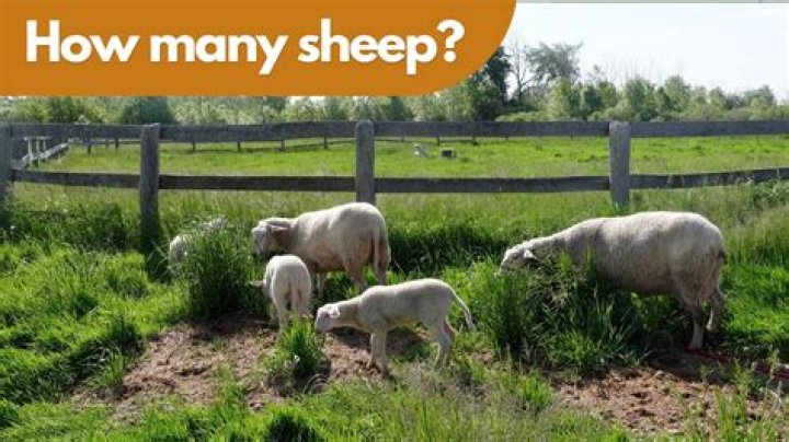 How many acres do you need for two sheep?