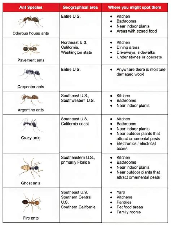 How many ant species are there?