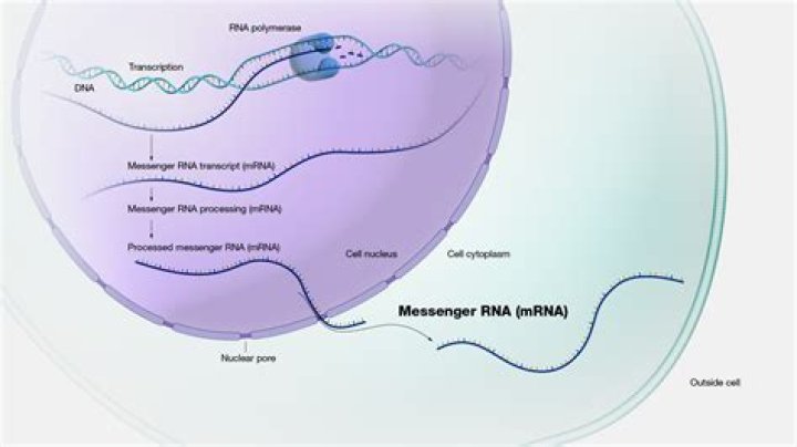 How many areas does the messenger have?