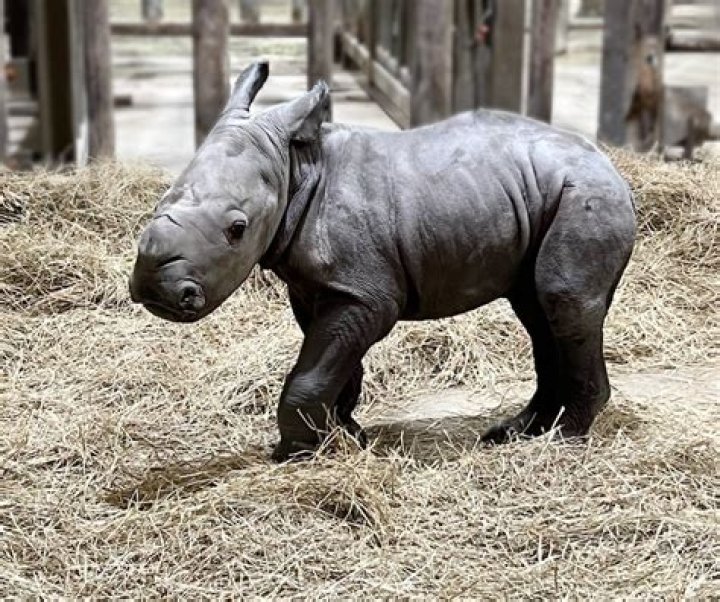 How many babies does a rhino have at once?