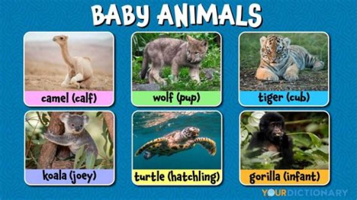 How many baby animals are called Joeys?