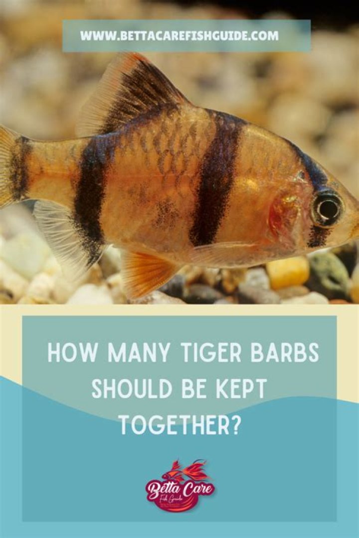 How many barbs should be kept together?