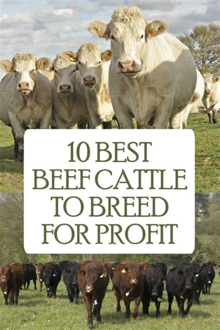 How many beef cows do you need to make a profit?