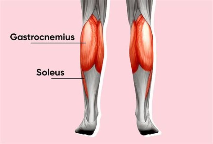 How many calf muscles are there?