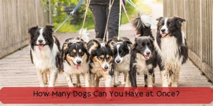 How many dogs can I bring to Canada?