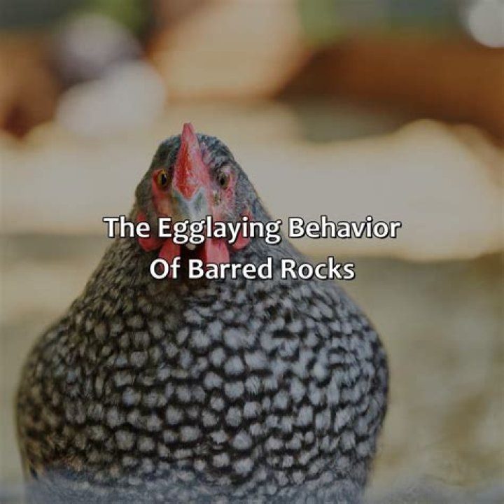 How many eggs do Bantam barred rocks lay?
