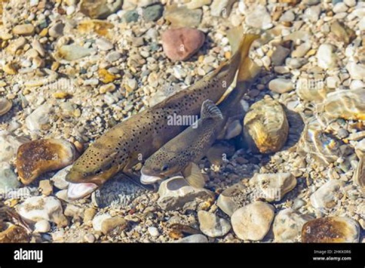 How many eggs does a brown trout lay?