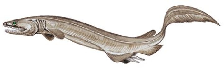 How many gills does a frilled shark have?