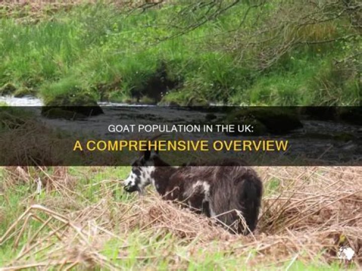 How many goats are in the UK?